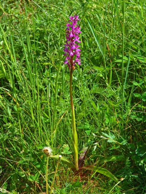 Un''orchidea bella grossa da determinare